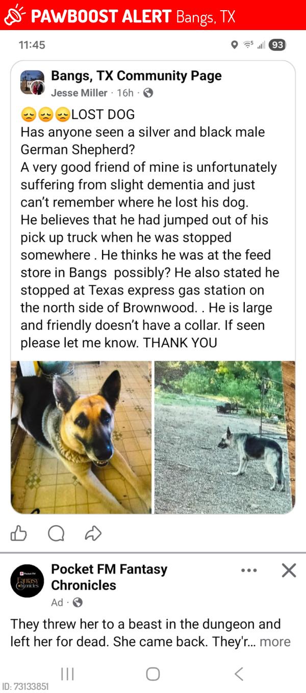 Lost Male Dog last seen FM 1849 / CR151 / CR 152, Bangs, TX 76823