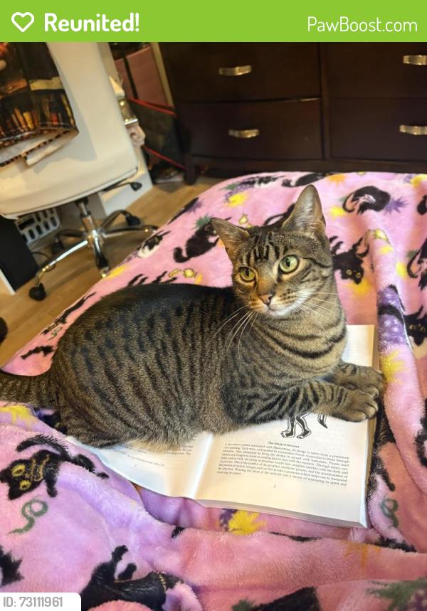 Reunited Female Cat last seen Oakville ests, East Quogue, NY 11942