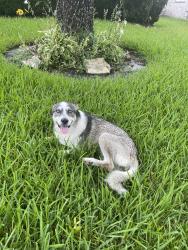 Reunited Unknown Dog last seen Ashview Lane, Fresno, Tx 77545, Fresno, TX 77545
