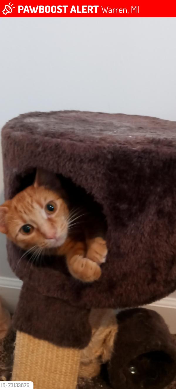 Lost Female Cat last seen Near Dequindre Rd, Warren, MI 48091, Warren, MI 48091