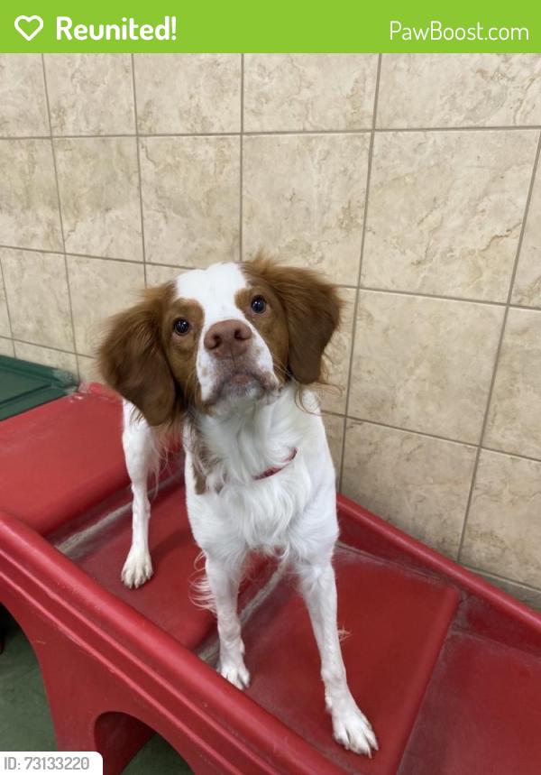 Reunited Male Dog last seen Tall Oaks Way, Magnolia, TX 77354