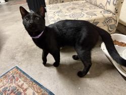 Found/Stray Male Cat last seen Blue Oaks and Woodcreek Oaks, Roseville, CA 95747