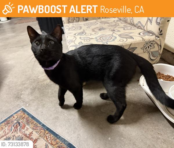 Found/Stray Male Cat last seen Blue Oaks and Woodcreek Oaks, Roseville, CA 95747