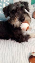 Reunited Male Dog last seen Whittier blvd ,Fraser ave, East Los Angeles, CA 90022