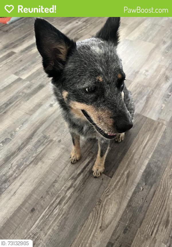 Reunited Female Dog last seen Salsa Limon on White Settlement, Fort Worth, TX 76114