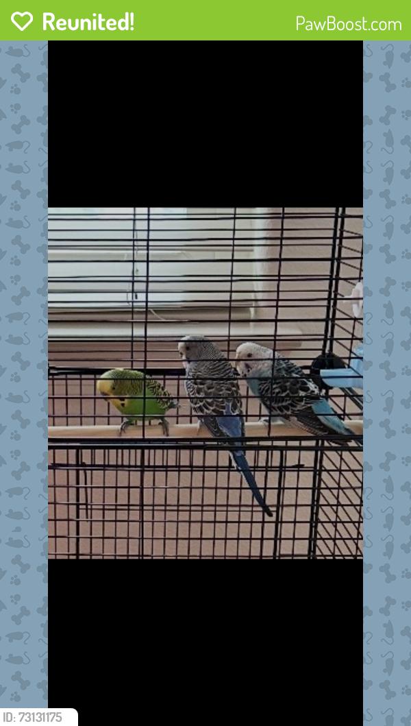 Reunited Male Bird last seen Rivermark plaza, Santa Clara, CA 95054