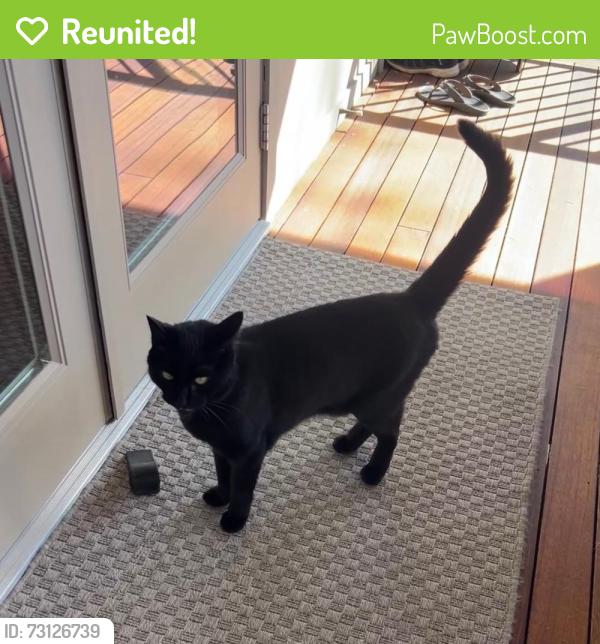 Reunited Male Cat last seen Ocean Park area, V4A 0A8, Surrey, BC V4A 2B6
