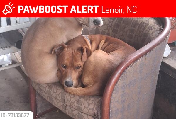 Lost Male Dog last seen Laytown rd Lenoir NC 28624, Lenoir, NC 28645