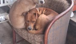 Lost Male Dog last seen Laytown rd Lenoir NC 28624, Lenoir, NC 28645
