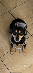 Lost Female Dog last seen Belmont palm, Fresno, CA 93701