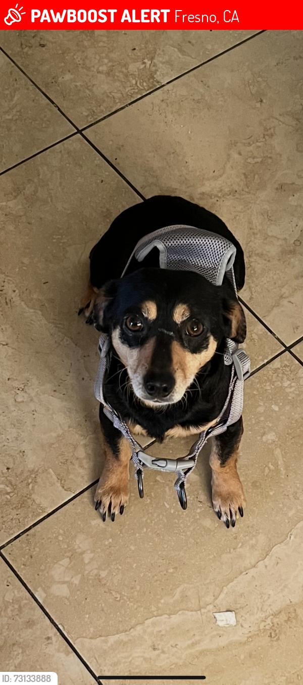 Lost Female Dog last seen Belmont palm, Fresno, CA 93701