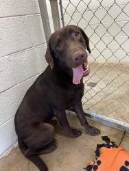 Reunited Male Dog last seen Near NW 59th St., Warr Acres, OK 73122