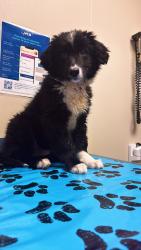 Reunited Female Dog last seen Clifton Library, Cincinnati, OH 45220