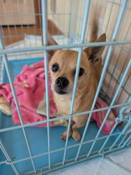Reunited Male Dog last seen Citgo gas station in Angier, Angier, NC 27501