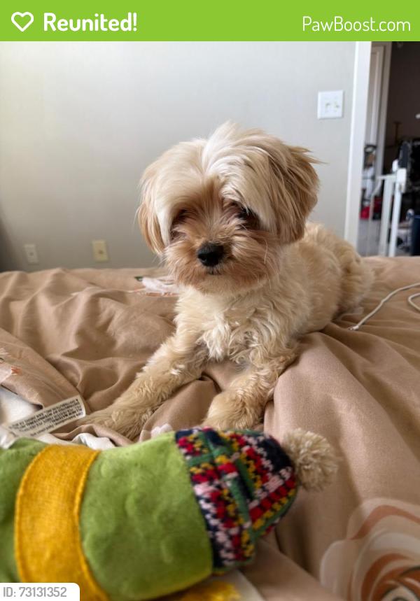 Reunited Female Dog last seen Foggy River Lane, Memphis, TN 38135
