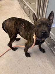 Shelter Stray Male Dog last seen E 71 & Harvard, 4th District, OH, 9203 Detroit Ave, Cleveland, OH 44102, USA