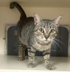 Shelter Stray Female Cat last seen Near Peachtree Indutrial Blvd, 30360, GA, 3280 Chamblee Dunwoody Rd, Chamblee, GA 30341, USA