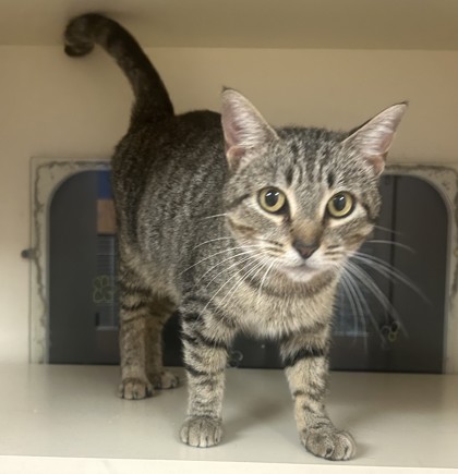 Shelter Stray Female Cat last seen Near Peachtree Indutrial Blvd, 30360, GA, 3280 Chamblee Dunwoody Rd, Chamblee, GA 30341, USA