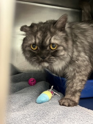 Shelter Stray Male Cat last seen Near Brightwater Dr, Noblesville City, IN, 10501 Hague Rd, Fishers, IN 46038, USA