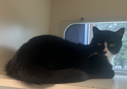 Shelter Stray Male Cat last seen Near Wildwood Glenn Apt Stone Mountain, GA 30083, 30083, GA, 3280 Chamblee Dunwoody Rd, Chamblee, GA 30341, USA