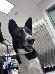 Shelter Stray Male Dog last seen freeway near hopalong rescue, Oakland, CA, 1101 29th Ave, Oakland, CA 94601, USA