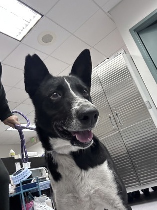 Shelter Stray Male Dog last seen freeway near hopalong rescue, Oakland, CA, 1101 29th Ave, Oakland, CA 94601, USA