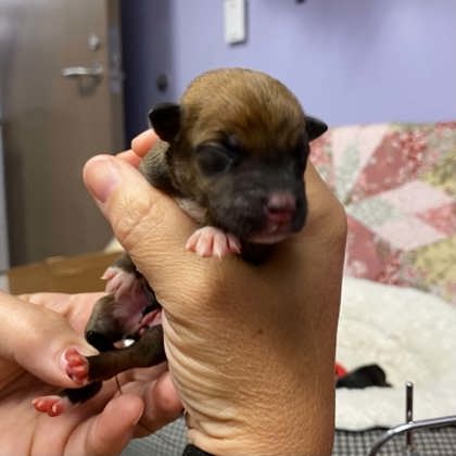 Shelter Stray Female Dog last seen Cherryville Animal Hospital, Cherryville, NC, 1491 Business Park Ct, Gastonia, NC 28052, USA