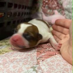 Shelter Stray Female Dog last seen Cherryville Animal Hospital, Cherryville, NC, 1491 Business Park Ct, Gastonia, NC 28052, USA
