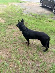 Found/Stray Male Dog last seen Near Arbor Crowne Dr Lawrenceville, GA 30045 United States, Lawrenceville, GA 30045