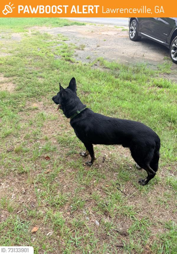 Found/Stray Male Dog last seen Near Arbor Crowne Dr Lawrenceville, GA 30045 United States, Lawrenceville, GA 30045
