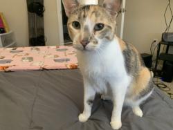 Reunited Female Cat last seen Near N Green Valley Pkwy, Henderson, NV 89014, USA, Henderson, NV 89014