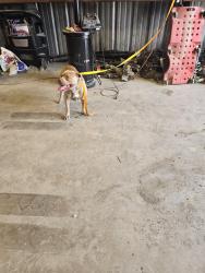 Reunited Male Dog last seen Blue Mound Rd W and 287, Haslet, TX 76052
