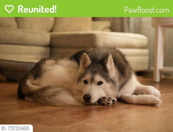 Reunited Male Dog last seen Near west street, quincy, Quincy, MA 02169