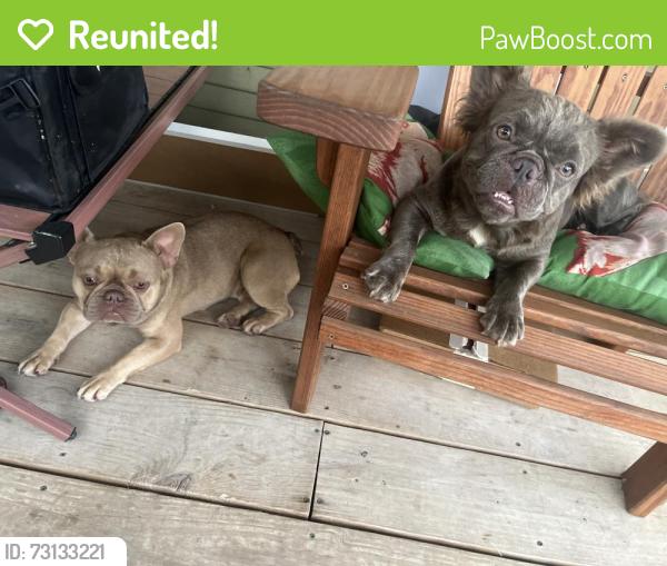 Reunited Female Dog last seen pasadena high school, Pasadena, TX 77506