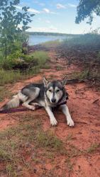 Reunited Male Dog last seen Choctaw & 29th St., Choctaw, OK 73020