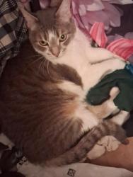 Reunited Female Cat last seen The View At Catalina, building 5 around 1pm, Tucson, AZ 85715