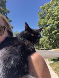 Reunited Male Cat last seen Likes to roam Laird and Mayfair, Salt Lake City, UT 84105