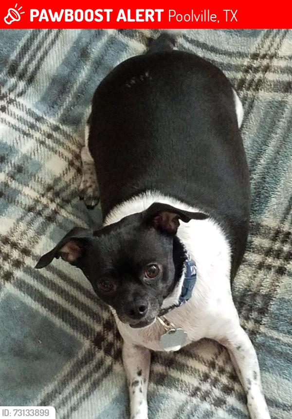 Lost Female Dog last seen fm 920 and fm 3852, Poolville, TX 76487