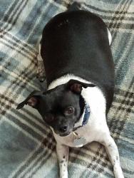 Lost Female Dog last seen fm 920 and fm 3852, Poolville, TX 76487