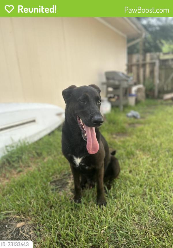 Reunited Male Dog last seen Westbourne, Westbourne, TX 77377