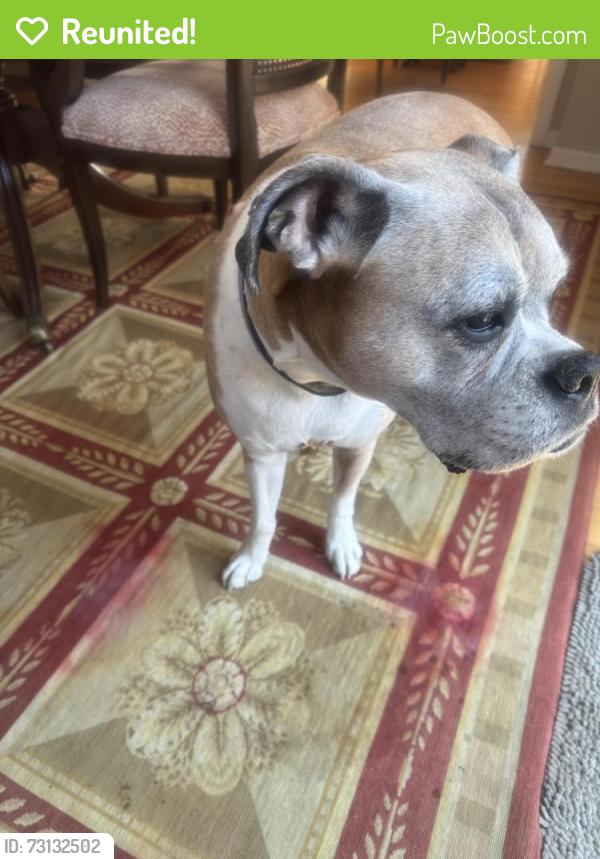 Reunited Female Dog last seen Near McKinley, Lake Forest, IL 60045