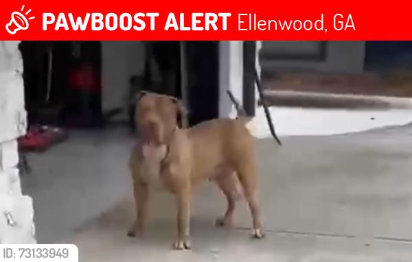 Lost Male Dog last seen Scarborough rd, Ellenwood, GA 30294