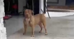 Lost Male Dog last seen Scarborough rd, Ellenwood, GA 30294