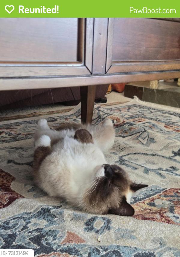 Reunited Male Cat last seen Near Via Colinas, Westlake Village, CA 91362, Westlake Village, CA 91362