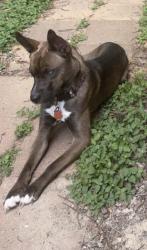 Reunited Female Dog last seen Near Gladewater Ct, Tomball, TX 77375, USA, Tomball, TX 77375