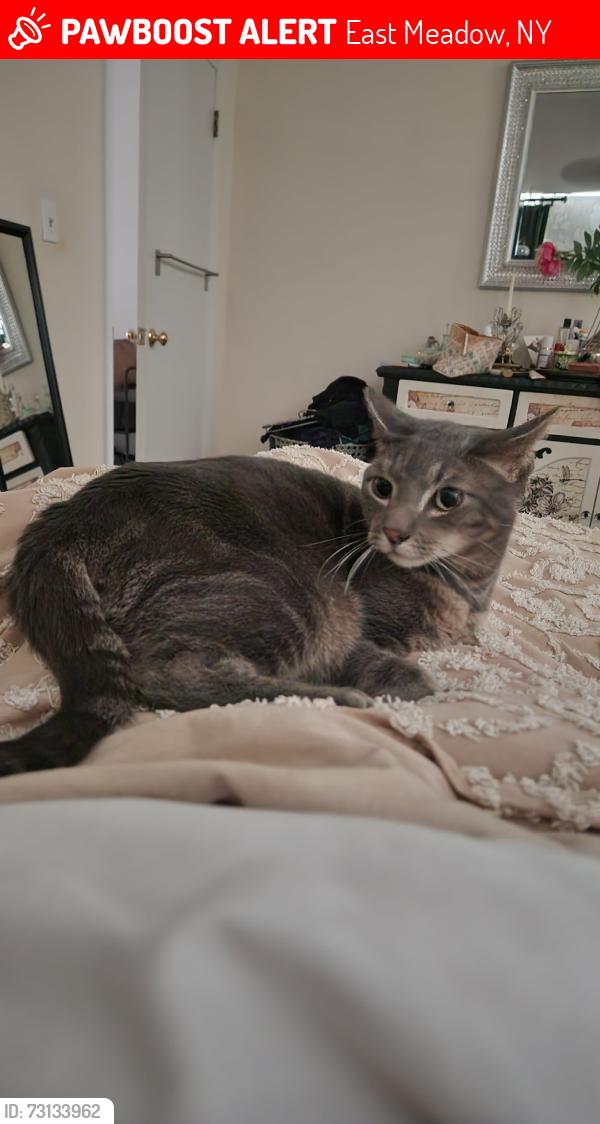 Lost Male Cat last seen Near Newbridge Road (off Hempstead Tpke), East Meadow, NY 11554