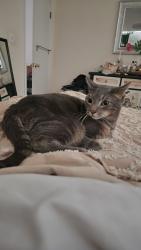 Lost Male Cat last seen Near Newbridge Road (off Hempstead Tpke), East Meadow, NY 11554