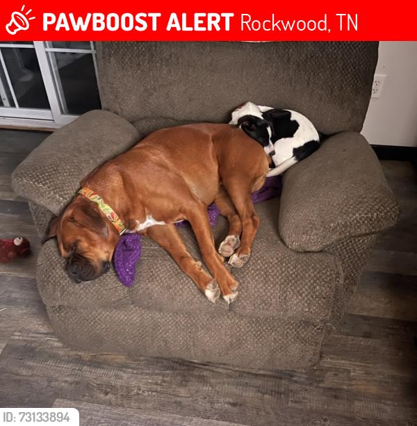 Lost Male Dog last seen Glen Alice cemetery, Rockwood, TN 37854