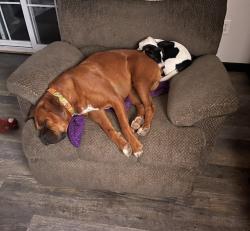 Lost Male Dog last seen Glen Alice cemetery, Rockwood, TN 37854