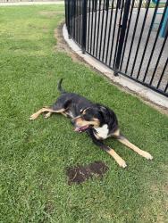 Found/Stray Male Dog last seen Mountain View Park, Escondido, CA 92027